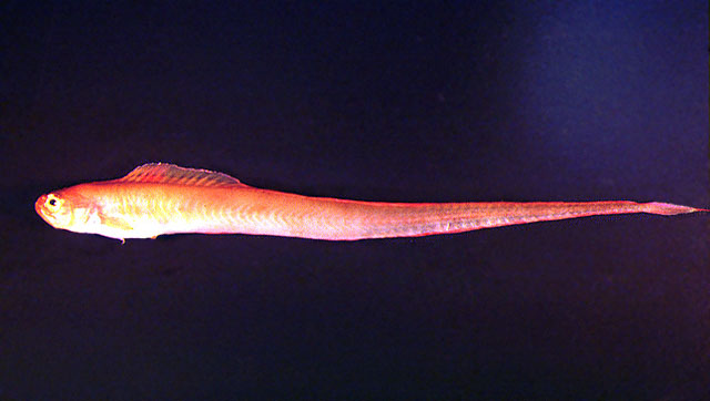 Cepola macrophthalma